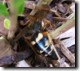 Dead Cicada Killer.