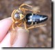 Dead Cicada Killer.