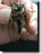T. lyricen female. Ventral View.