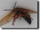 Cicada Killer Floater
