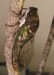 T. lyricen female adult profile view.