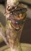 T. lyricen adult female head shot.