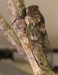T. canicularis female adult profile view