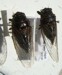 O. rimosa & O. bella dorsal view.