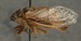 Okanagana synodica profile view.