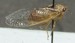 Beameria venosa profile view