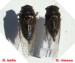 O. bella and O. rimosa males
