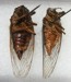 Another Ventral View O. bella and O. rimosa