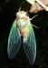 Tibicen lyricen female