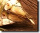 Even closer view of egg.