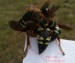 Cicada Killer female large spurs.