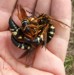 Find the cicada killer female in this image.
