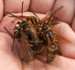 Mating frenzy of cicada killers.