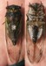 Tibicen lyricen male stung by cicada killer specimen 1