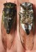 Tibicen lyricen male stung by cicada killer specimen 2