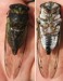 Tibicen lyricen male stung by cicada killer specimen 3