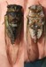 Tibicen lyricen male stung by cicada killer specimen 4