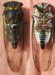 Tibicen lyricen male stung by cicada killer specimen 5