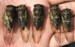 All 5 Male Tibicen lryicen cicadas.