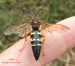 Cicada Killer Male small spurs.