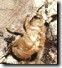 Exuvia 1