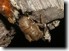 exuvia 2