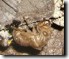 exuvia 3