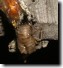 exuvia 4