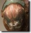 Cicada mesonotum pronotal collar shot.