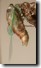 Cicada teneral lateral view