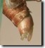 Closeup of Cicada Ovipositor