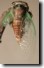 Cicada teneral full shot