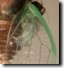Cicada Wing Venation