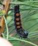 Morning Cloak larva