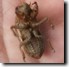 T. canicularis female exuvia.