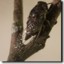 Tibicen canicularis female