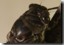 Head shot Tibicen canicularis