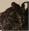 Closer head shot. Tibicen canicularis