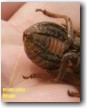 Male Exuvia