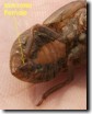 Female exuvia
