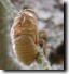large cicada shell.
