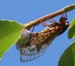 Mating m. septendecim