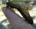 Mating Cicadas