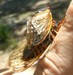 Male mating with Male
