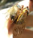 Male mating with male