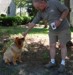 Dog eating cicada.