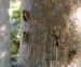 Cicadas on trees.