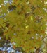 Exuvia in treetops.
