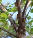 M. septendecim aggregation