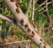 M. septendecim aggregation